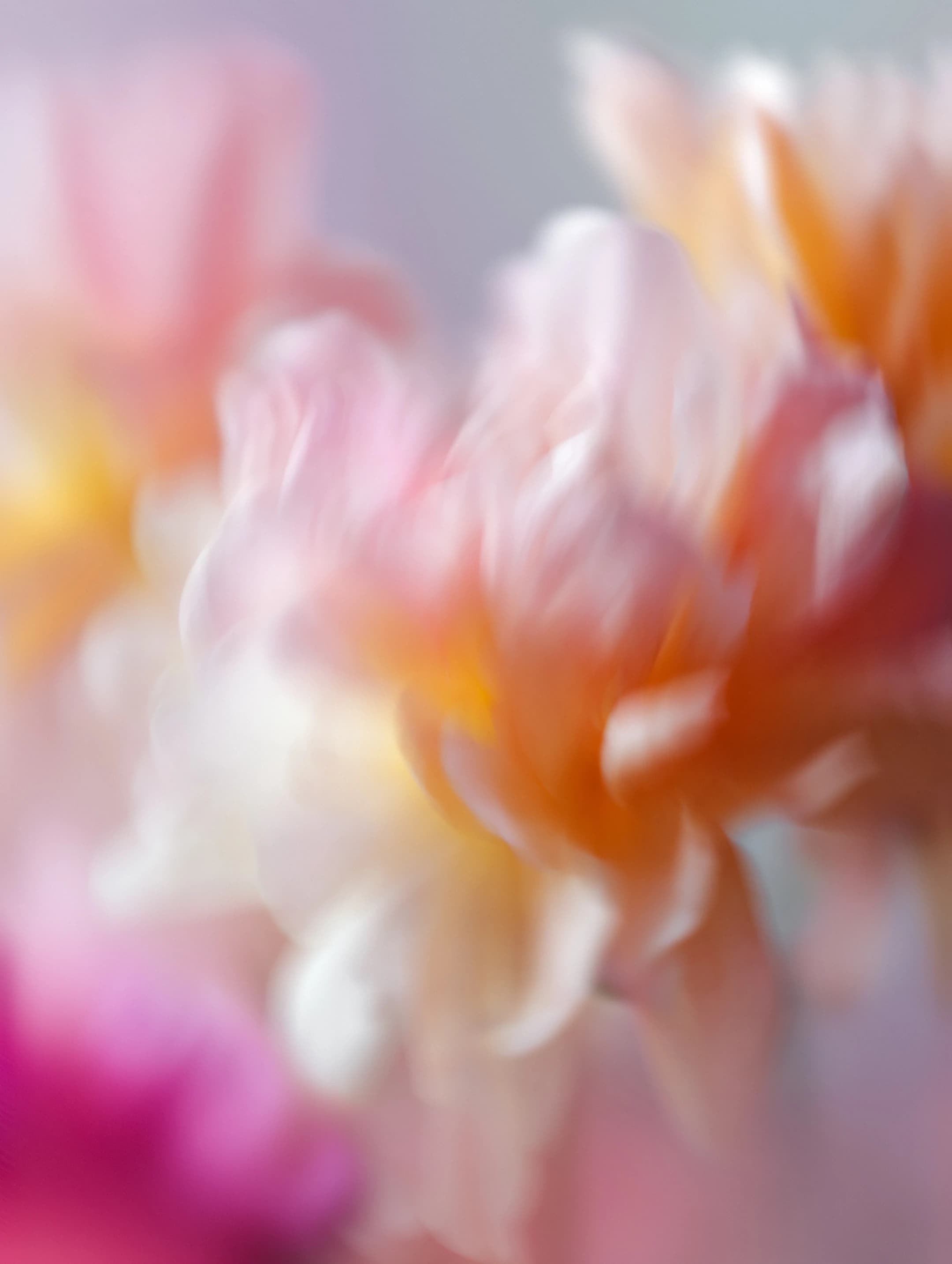Soft-focus pink and orange flower petals